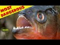 Top 10 Most Dangerous Animals Brazil Amazonia