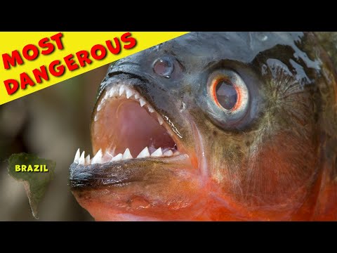 Top 10 Most Dangerous Animals Brazil Amazonia