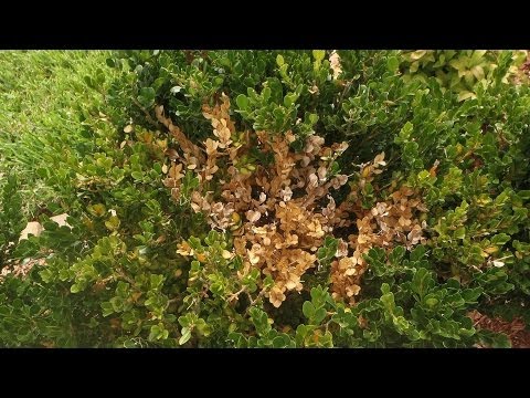 Videó: Boxwood Mite Damage – Kezelés buxusfa rügyatkák ellen