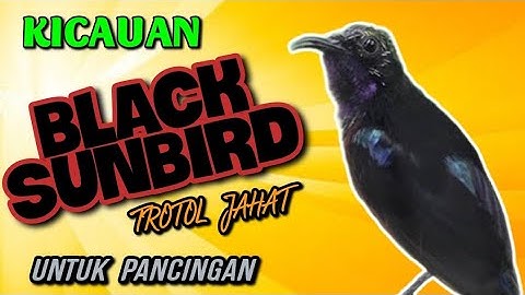 Suara Burung Black Sunbird Gacor Ampuh Untuk Memancing Bunyi