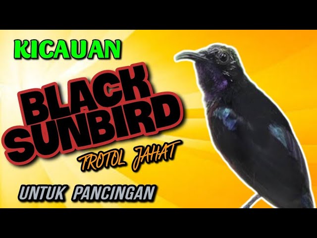 Suara Burung Black Sunbird Gacor Ampuh Untuk Memancing Bunyi class=