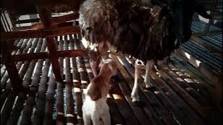 Video Ibu dan Anak Kambing Saya - VID Story Peternak Kambing