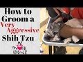 How to Groom a Shih Tzu Very Aggressive