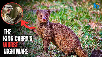 Why Cobra’s Are Afraid Of Mongooses