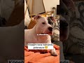 KÖPEĞİM BANA BAKTIĞINDA GÜLÜMSÜYOR ☺️ POZİTİF 😍 #shorts
