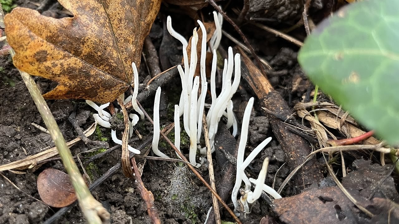 4K Clavaria fragilis Mushroom Identification
