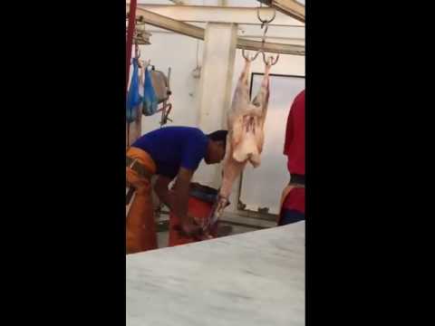 تبوك عامل يسرق لحوم الذبائح