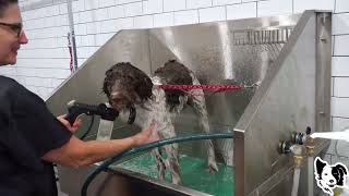 Coco gets a bath in a Brand New tub!