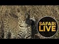 safariLIVE - Sunrise Safari - June 27, 2018