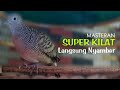 Masteran Perkutut Lokal Super Kilat - Perkutut Langsung Nyamber | Rahasia Perkutut