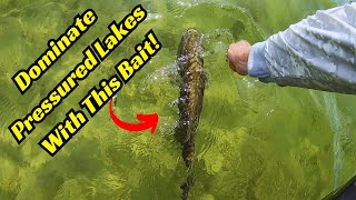 This Swimbait Is The Solution To Ultra Pressured Lakes! Bass Can’t Resist Them!