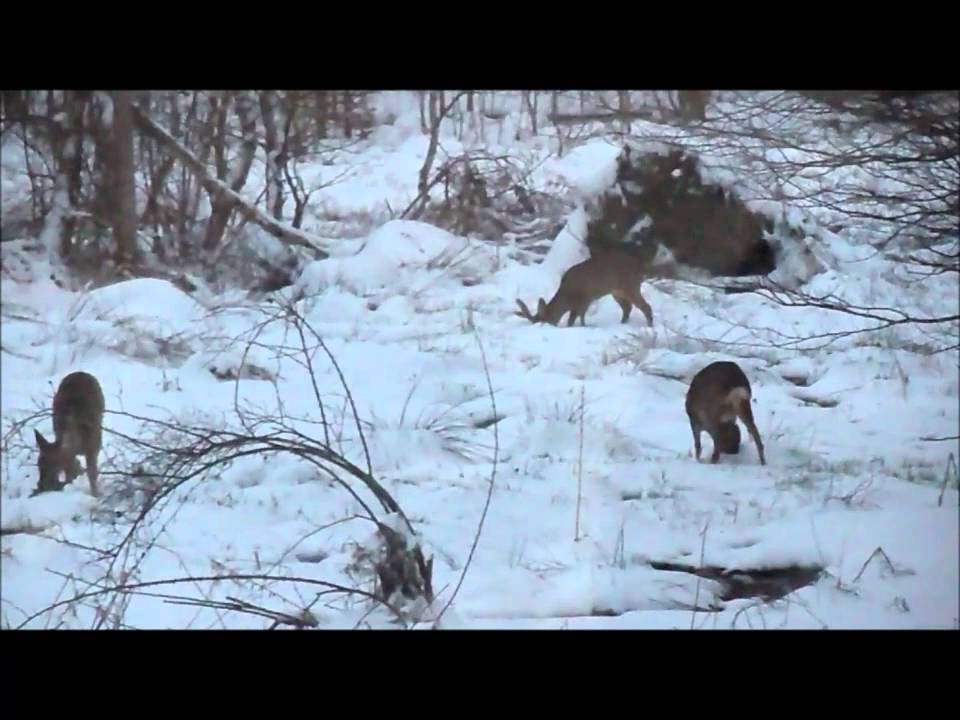 Bambi family came while i'm trying to tune a handpan .25.3.2015.
