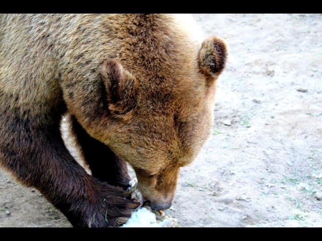 Prédának nézte a vadászt a medve? - YouTube