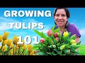 A beginners guide to growing tulips in zone 8b