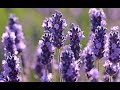 LAVANDA Beneficios y Propiedades para la Salud