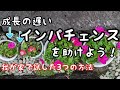 『インパチェンス』成長が遅いのは○○が原因だった！我が家が試した3つの方法