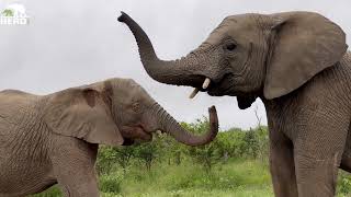 Albino Elephant Khanyisa & Timisa Keep Sparring! And Special Time with Lundi & Meisiekind