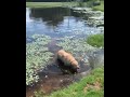 Labrador golden retriever funny weird noise choking choke meme swamp lake