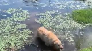 Labrador Golden Retriever Funny Weird Noise Choking Choke Meme Swamp Lake