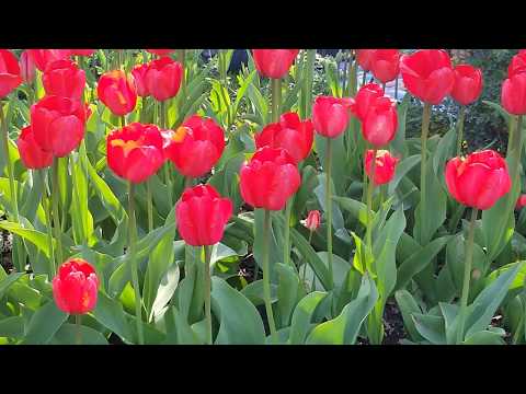 Video: Red Tulip: Den Mest Grusomme Henrettelse Blandt Spooks - Alternativ Visning