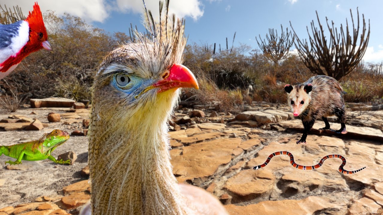 CAATINGA: Conheça a Vida Selvagem Desse Ambiente Rigoroso