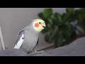 Cockatiel Singing (with subtitles!) 🎶