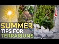 Keep your terrariums cool and thriving in scorching summer