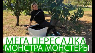 МОНСТЕРА ДЕЛИКАТЕСНАЯ | ПЕРЕСАДКА