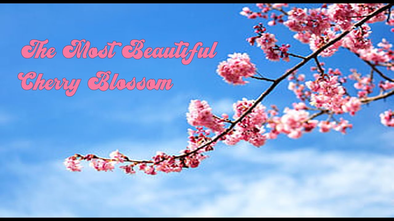 The Most Beautiful Cherry Blossom in the World YouTube