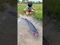 Survival Skills: Simple and USEFUL with big fish #bushcraft #camping #outdoors #shorts