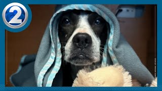 Hawaiian Humane Society shares tips to keep pets safe during fireworks