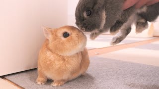 Here's how a rabbit reacts when his sister is taken away in front of him [No.1154