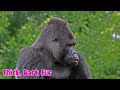 Tropical Wild Animals for Kids | Educational video | Atrin and Soren's Rainforest Animal Adventure