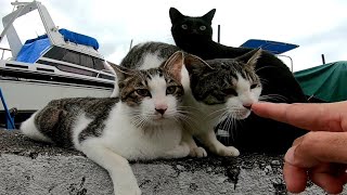 防波堤の上に集まっていた野良猫にそ～っと近づいてみた