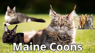Maine Coon Lovers: This Compilation Is For You!