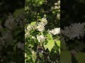 Весной расцветают мечты #nomusic #spring #nature #people