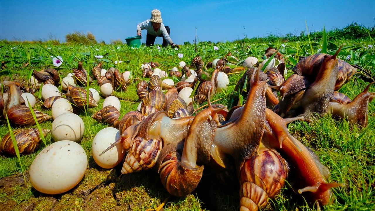 amazing - harvest duck eggs & strange snails a lot near the waterfront by hand
