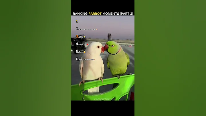 RANKING PARROT MOMENTS (PART 2)#funny #moments #animals #ranking #parrot #short #shorts #part2 