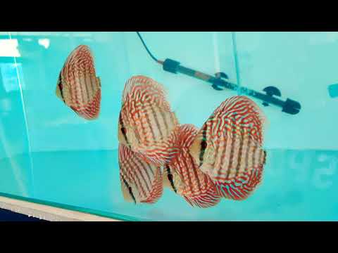Galaxy Turquoise from IP Discus. Mumbai, India