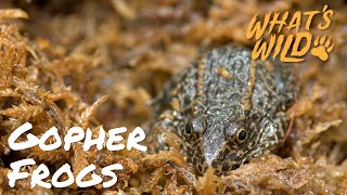 Explore the Fascinating Life of a Gopher Frog | What's Wild