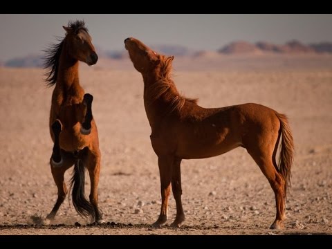 Festival Nature Namur Selection 15 Les Chevaux Sauvages De Namibie Youtube