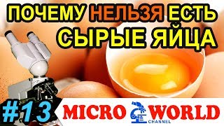Сырое яйцо под микроскопом. Более 1000х. КФ-4 - MICRO WORLD #13