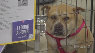Doggy Day Camp | Virginia Tech study finds success in innovative foster program for shelter dogs