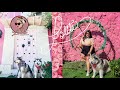 Malamute goes to Lolita Dessert Club vlog | Pet Friendly Miami