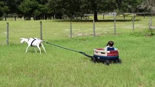 How to Harness a Goat - Goat Driving - Goat Pulling a Cart