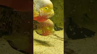 Big family Vieja melanurus