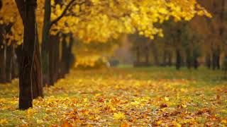 Pixabay Copyright Free Videos 4K Review and Download