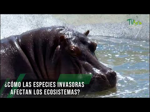 Video: ¿Todas las especies no nativas amenazan los ecosistemas?