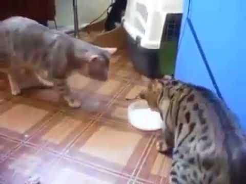 milk film Two cats drink milk