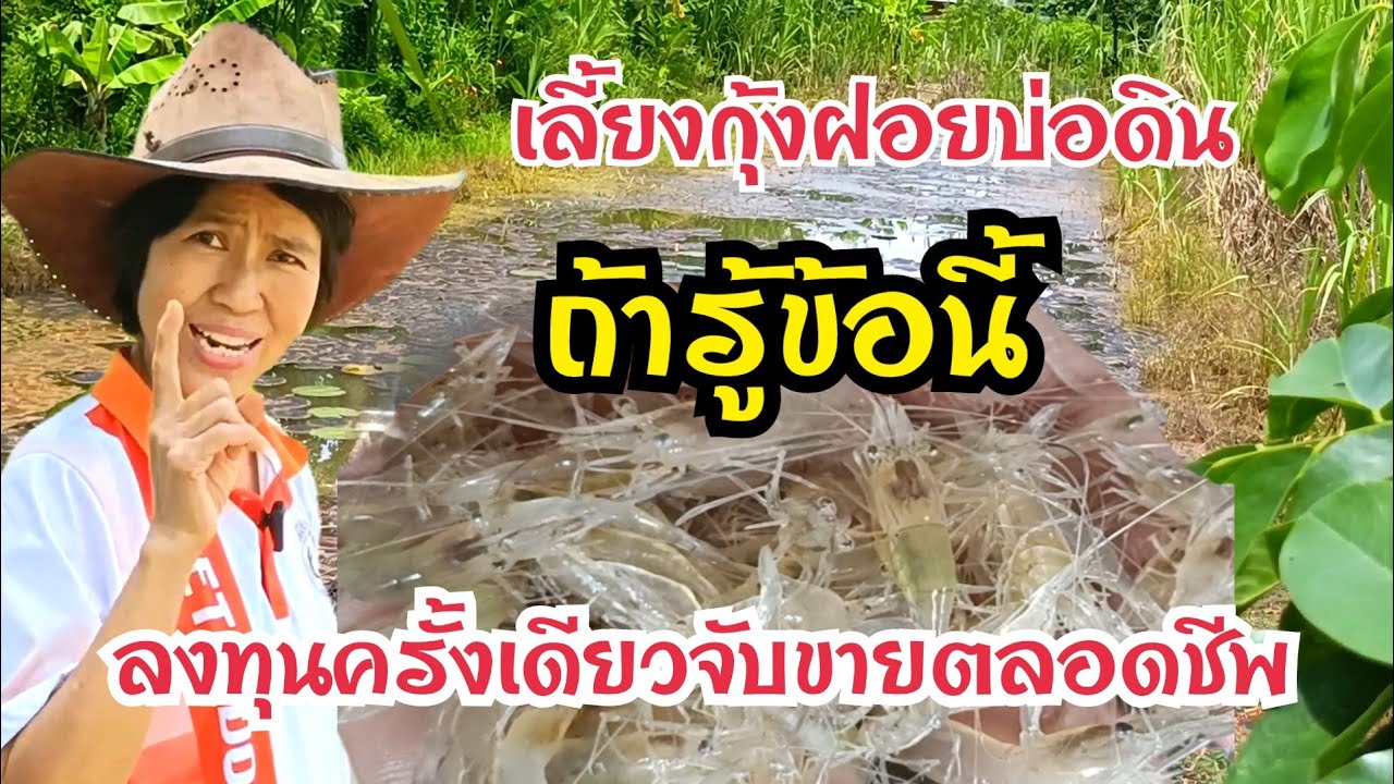 วิธีเลี้ยงกุ้งฝอยบ่อดิน ถ้ารู้ข้อนี้ สามารถที่จะเลี้ยงกินเลี้ยงขายได้ ลงทุนครั้งเดียวจับขายตลอดชีพ